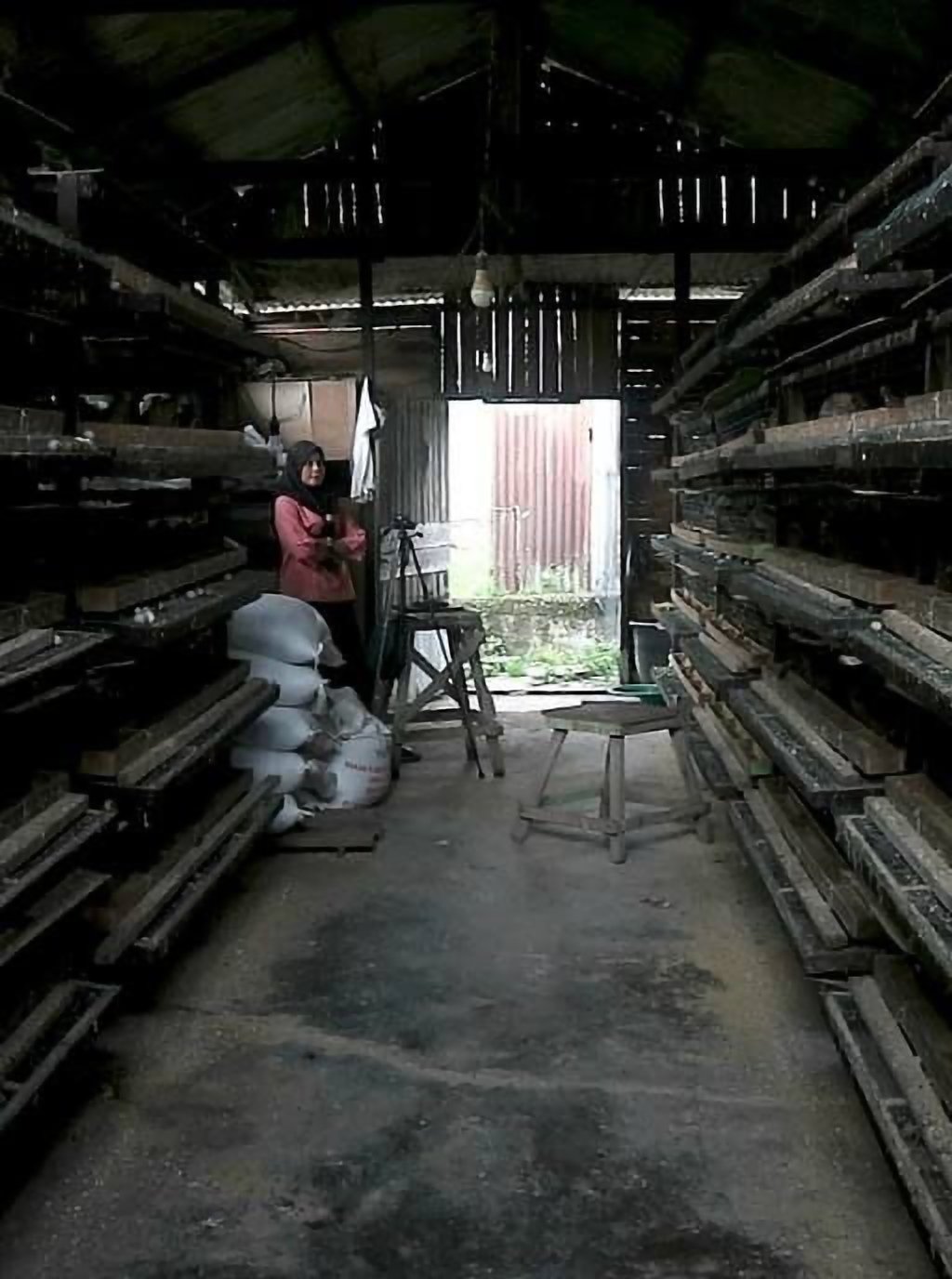 Kisah Ela, IRT Inspiratif yang Sukses Budidaya Puyuh Petelur di Pekanbaru