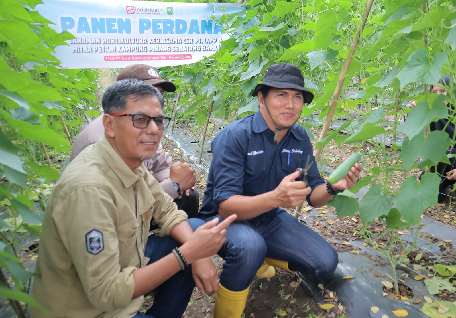 Panen Perdana Lebih dari 1 Ton, PPKM IKPP Optimalkan Dukungan Pemberdayaan Mitra Tani