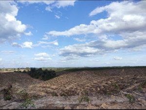Kerusakan Hutan Berpotensi Rugikan Negara Hingga 175 Triliun